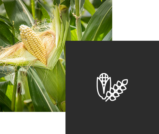 Coltivazione dei cereali